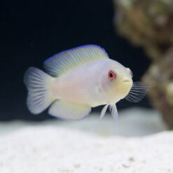 Alternative view of Green Serosa Dottyback
