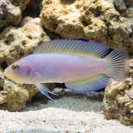 Green Serosa Dottyback - Image 3