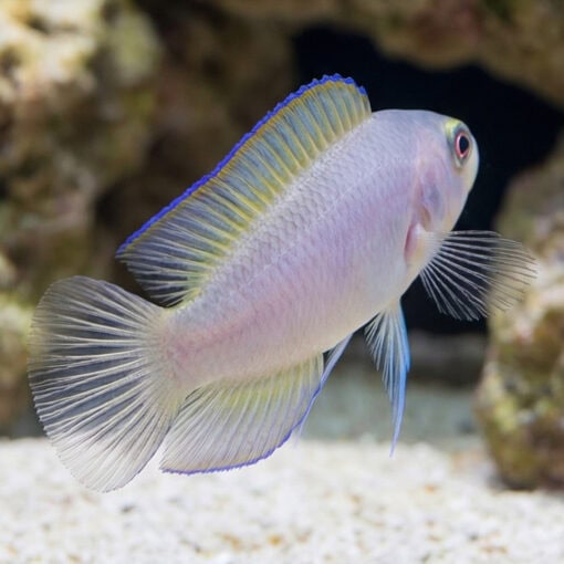 Green Serosa Dottyback - Image 4