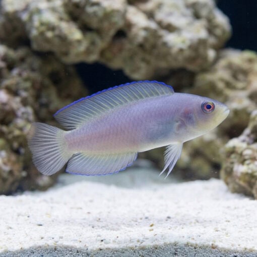 Green Serosa Dottyback - Image 5