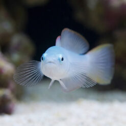 Alternative view of Green Silk Gudgeon Dartfish