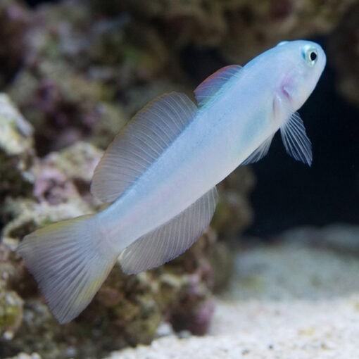 Green Silk Gudgeon Dartfish - Image 3