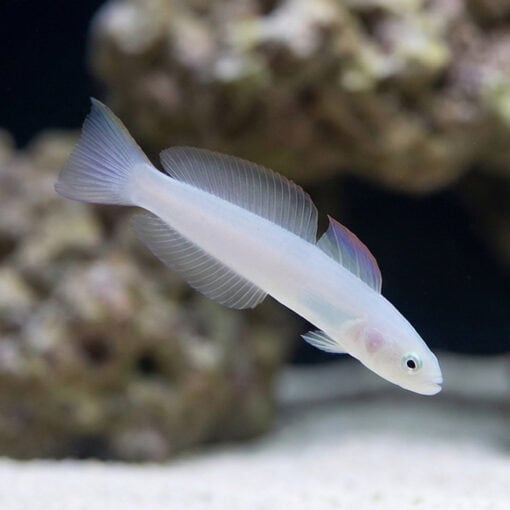 Green Silk Gudgeon Dartfish - Image 4