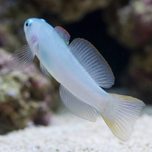 Green Silk Gudgeon Dartfish - Image 5