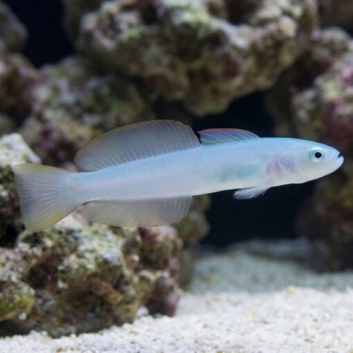 Green Silk Gudgeon Dartfish