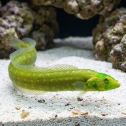 Green Wolf Eel