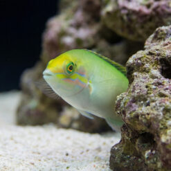 Alternative view of Green Coris Wrasse