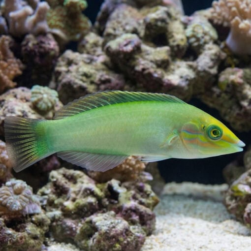Green Coris Wrasse - Image 3