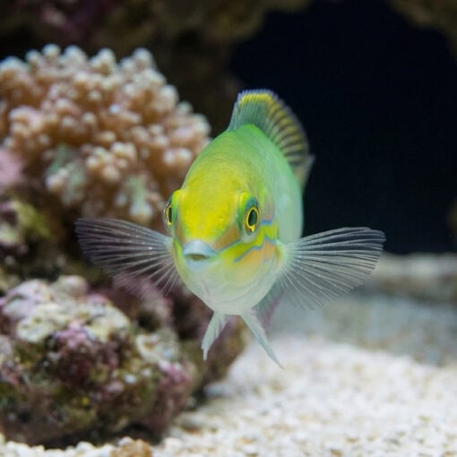 Green Coris Wrasse - Image 4