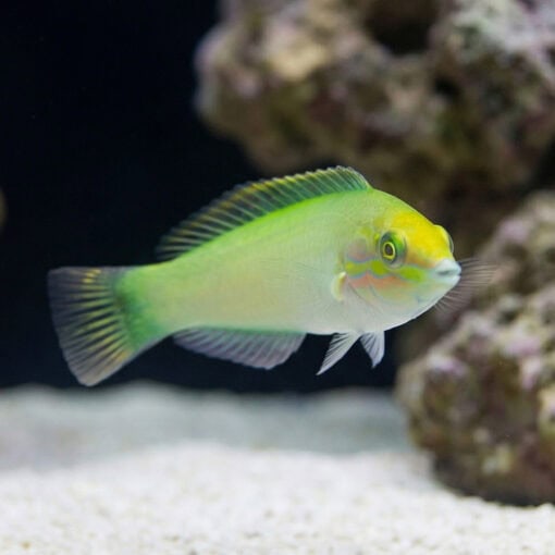 Green Coris Wrasse - Image 5