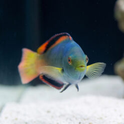 Alternative view of Scott's Fairy Wrasse