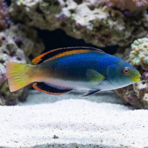 Scott's Fairy Wrasse - Image 3