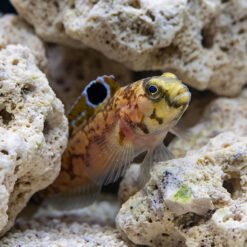 Alternative view of Chinstrap Jawfish