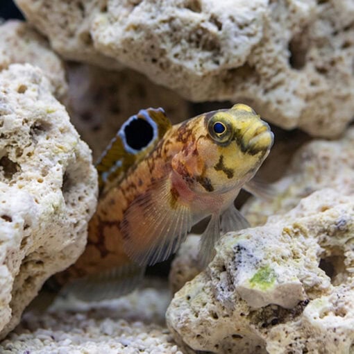 Chinstrap Jawfish - Image 2