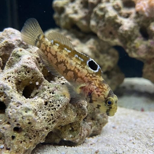Chinstrap Jawfish - Image 3