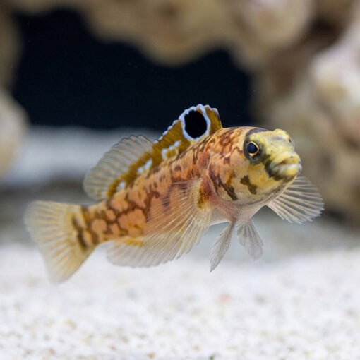 Chinstrap Jawfish - Image 4