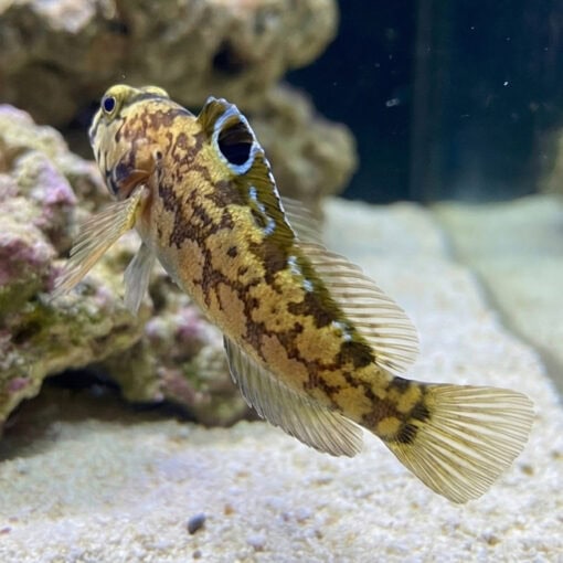 Chinstrap Jawfish - Image 5