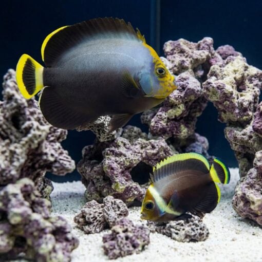 Grey Poma Angelfish