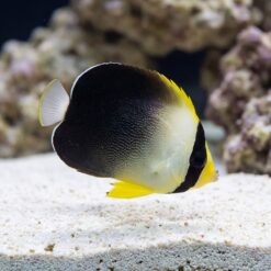 Grey Tail Angelfish
