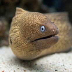 Greyface Moray