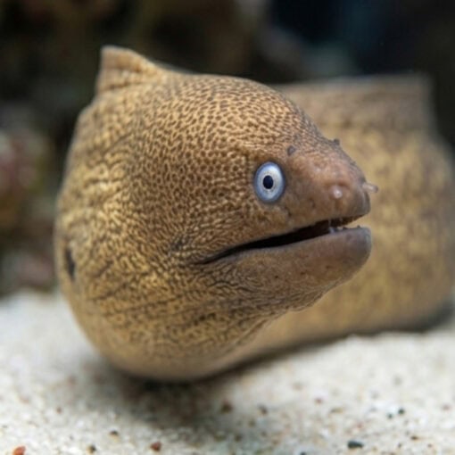 Greyface Moray