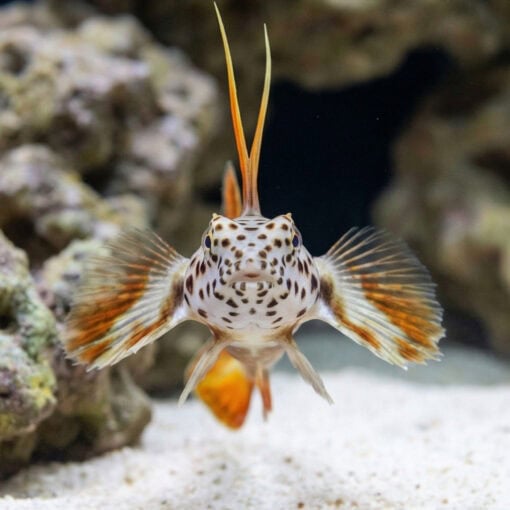 Spike Fin Goby - Image 2
