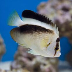 Griffis Angelfish