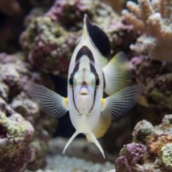 Alternative view of Griffis Angelfish