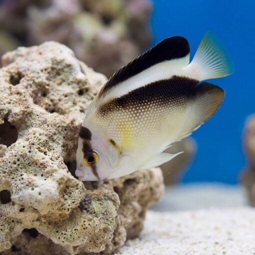 Griffis Angelfish - Image 3