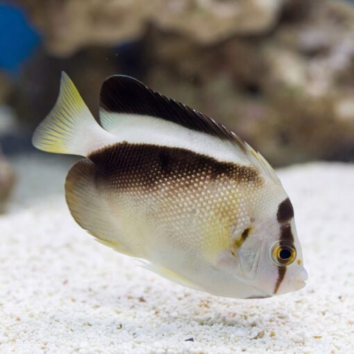 Griffis Angelfish - Image 4