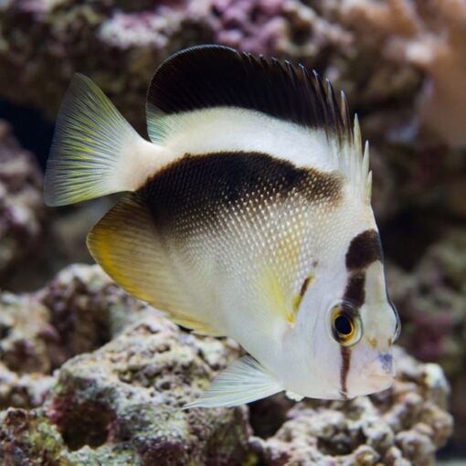 Griffis Angelfish - Image 5