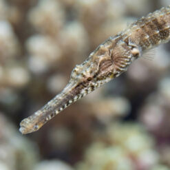 Alternative view of American Gulf Pipefish