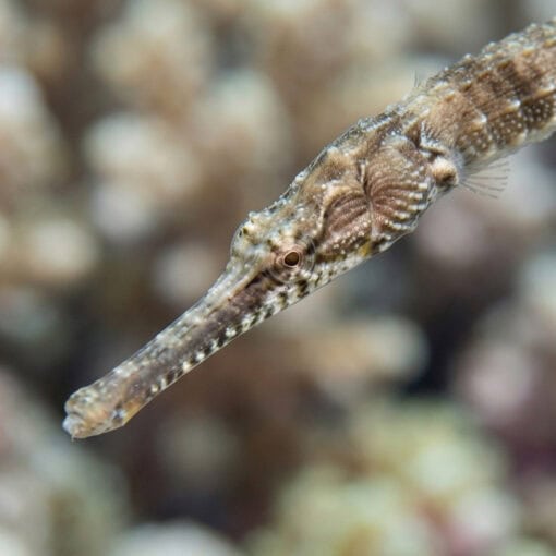 American Gulf Pipefish - Image 2