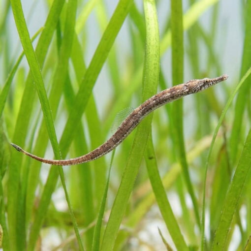 American Gulf Pipefish - Image 3