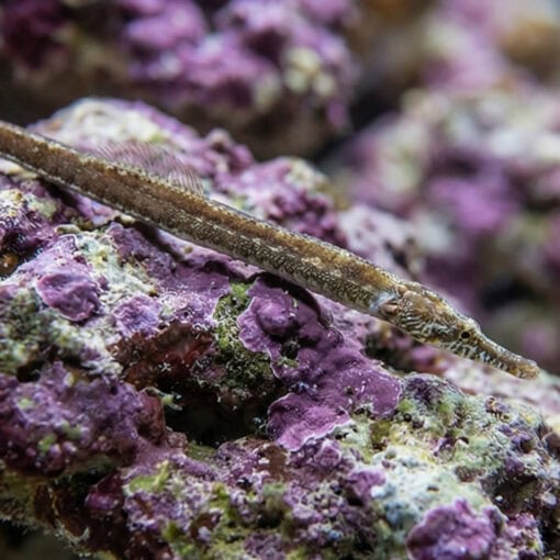 American Gulf Pipefish - Image 4
