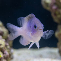 Alternative view of Black Vent Damsel