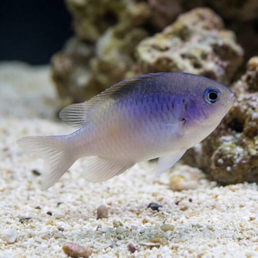 Black Vent Damsel - Image 3