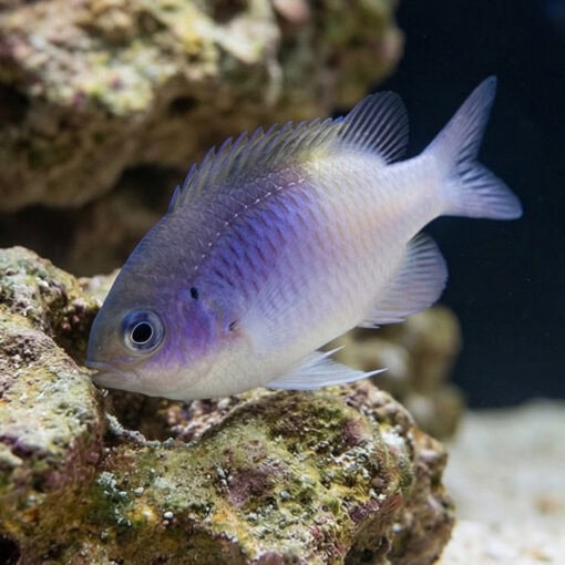 Black Vent Damsel - Image 5