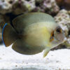 Half Black Mimic Tang