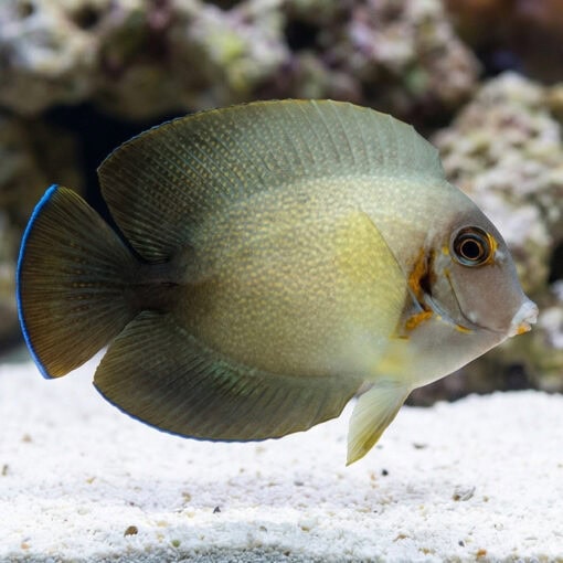 Half Black Mimic Tang