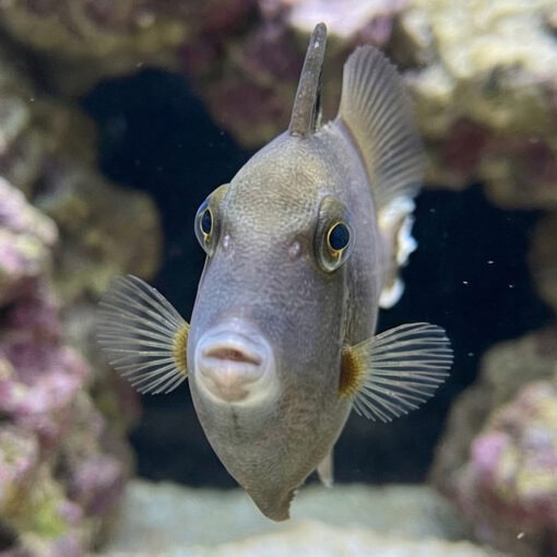 Halfmoon (White Tip) Trigger - Image 2