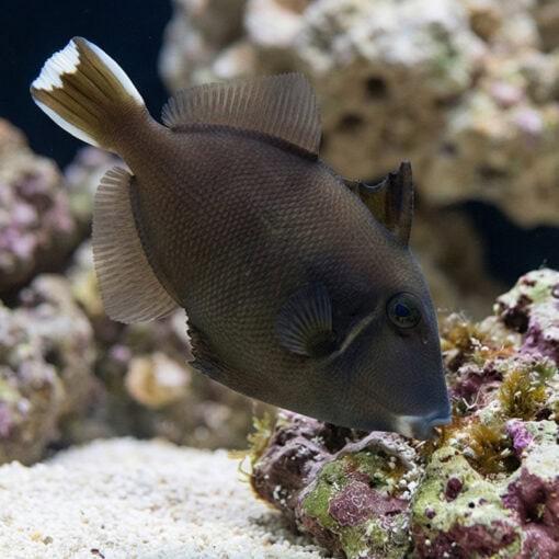 Halfmoon (White Tip) Trigger - Image 3