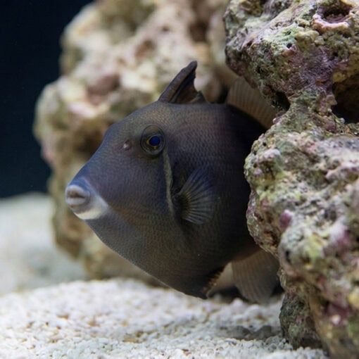 Halfmoon (White Tip) Trigger - Image 4