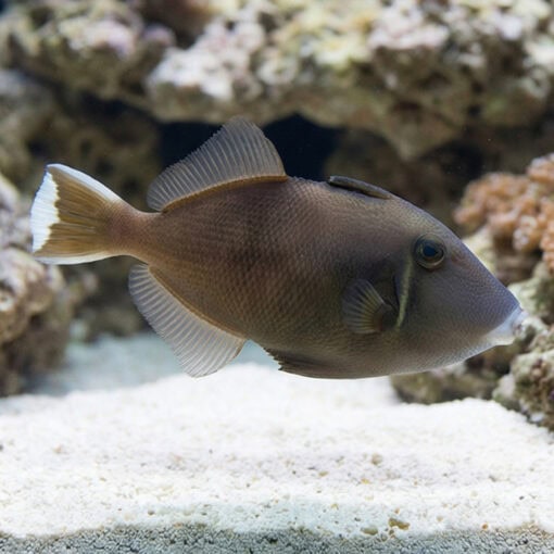 Halfmoon (White Tip) Trigger - Image 5