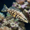 Harlequin Bass