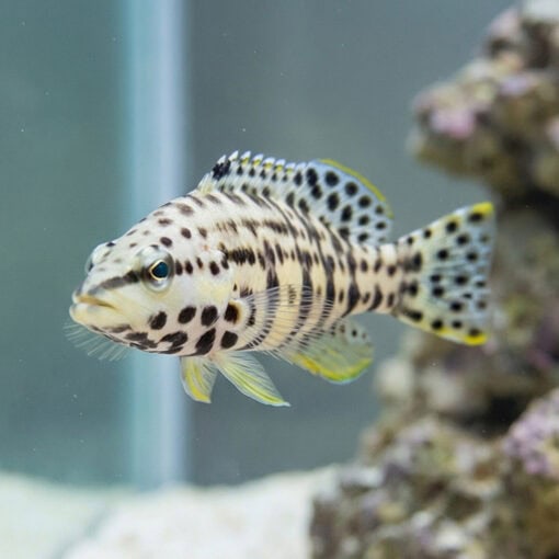 Harlequin Bass - Image 2