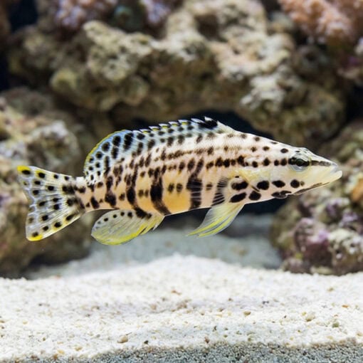 Harlequin Bass - Image 3