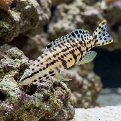 Harlequin Bass - Image 4