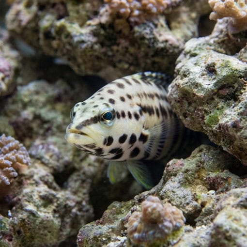 Harlequin Bass - Image 5