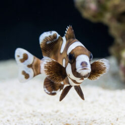 Alternative view of Spotted Sweetlips